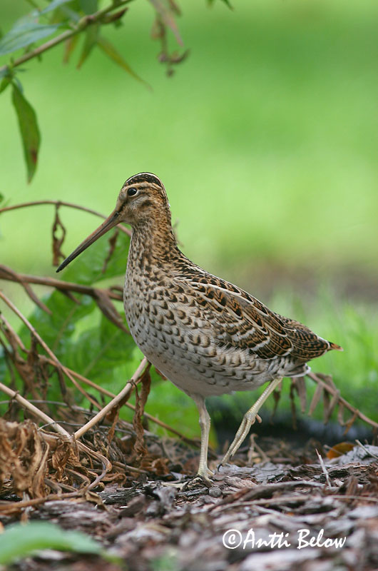 Avainsanat: Becadell gros Tredækker Poelsnip Great Snipe Rohunepp Heinäkurppa Bécassine double Doppelschnepfe Nagy sárszalonka Heiðasnípa Croccolone Dobbeltbekkasin Narceja-real Gallinago media Agachadiza Real Dubbelbeckasin