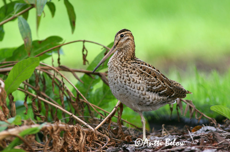 Avainsanat: Becadell gros Tredækker Poelsnip Great Snipe Rohunepp Heinäkurppa Bécassine double Doppelschnepfe Nagy sárszalonka Heiðasnípa Croccolone Dobbeltbekkasin Narceja-real Gallinago media Agachadiza Real Dubbelbeckasin