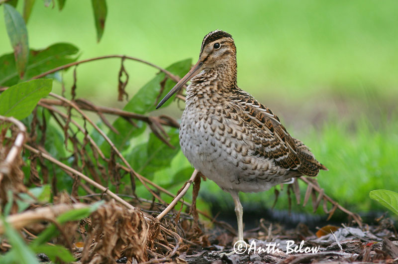 Avainsanat: Becadell gros Tredækker Poelsnip Great Snipe Rohunepp Heinäkurppa Bécassine double Doppelschnepfe Nagy sárszalonka Heiðasnípa Croccolone Dobbeltbekkasin Narceja-real Gallinago media Agachadiza Real Dubbelbeckasin