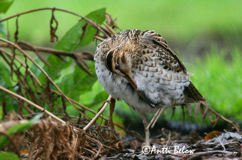 Avainsanat: Becadell gros Tredækker Poelsnip Great Snipe Rohunepp Heinäkurppa Bécassine double Doppelschnepfe Nagy sárszalonka Heiðasnípa Croccolone Dobbeltbekkasin Narceja-real Gallinago media Agachadiza Real Dubbelbeckasin