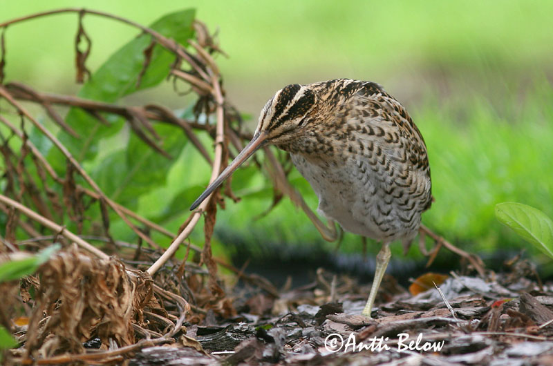 Avainsanat: Becadell gros Tredækker Poelsnip Great Snipe Rohunepp Heinäkurppa Bécassine double Doppelschnepfe Nagy sárszalonka Heiðasnípa Croccolone Dobbeltbekkasin Narceja-real Gallinago media Agachadiza Real Dubbelbeckasin