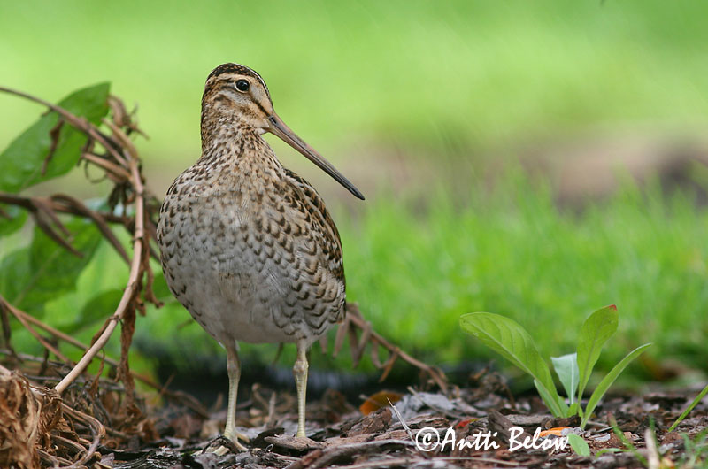 Avainsanat: Becadell gros Tredækker Poelsnip Great Snipe Rohunepp Heinäkurppa Bécassine double Doppelschnepfe Nagy sárszalonka Heiðasnípa Croccolone Dobbeltbekkasin Narceja-real Gallinago media Agachadiza Real Dubbelbeckasin
