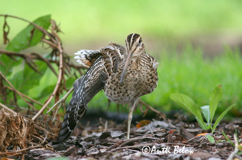 Avainsanat: Becadell gros Tredækker Poelsnip Great Snipe Rohunepp Heinäkurppa Bécassine double Doppelschnepfe Nagy sárszalonka Heiðasnípa Croccolone Dobbeltbekkasin Narceja-real Gallinago media Agachadiza Real Dubbelbeckasin