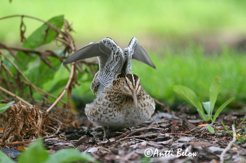 Avainsanat: Becadell gros Tredækker Poelsnip Great Snipe Rohunepp Heinäkurppa Bécassine double Doppelschnepfe Nagy sárszalonka Heiðasnípa Croccolone Dobbeltbekkasin Narceja-real Gallinago media Agachadiza Real Dubbelbeckasin