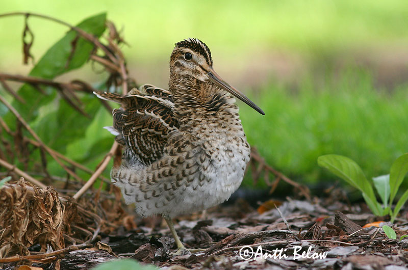 Avainsanat: Becadell gros Tredækker Poelsnip Great Snipe Rohunepp Heinäkurppa Bécassine double Doppelschnepfe Nagy sárszalonka Heiðasnípa Croccolone Dobbeltbekkasin Narceja-real Gallinago media Agachadiza Real Dubbelbeckasin