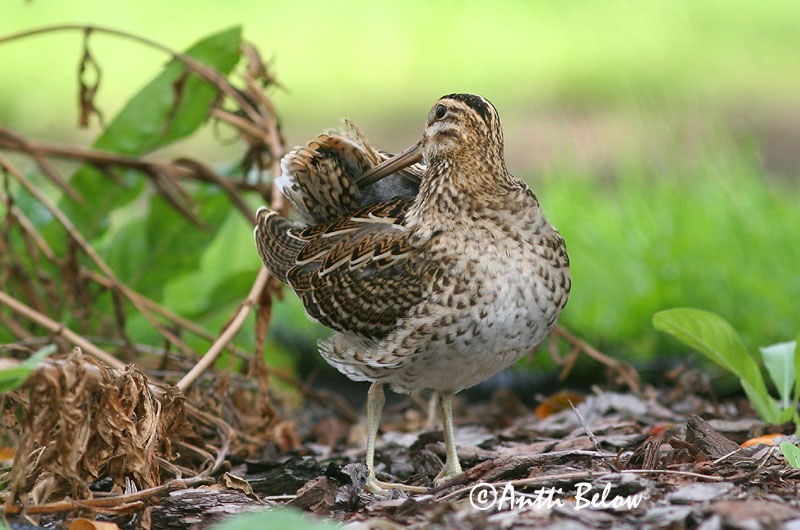 Avainsanat: Becadell gros Tredækker Poelsnip Great Snipe Rohunepp Heinäkurppa Bécassine double Doppelschnepfe Nagy sárszalonka Heiðasnípa Croccolone Dobbeltbekkasin Narceja-real Gallinago media Agachadiza Real Dubbelbeckasin