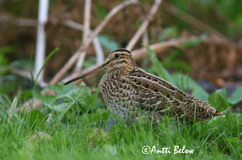 Avainsanat: Becadell gros Tredækker Poelsnip Great Snipe Rohunepp Heinäkurppa Bécassine double Doppelschnepfe Nagy sárszalonka Heiðasnípa Croccolone Dobbeltbekkasin Narceja-real Gallinago media Agachadiza Real Dubbelbeckasin