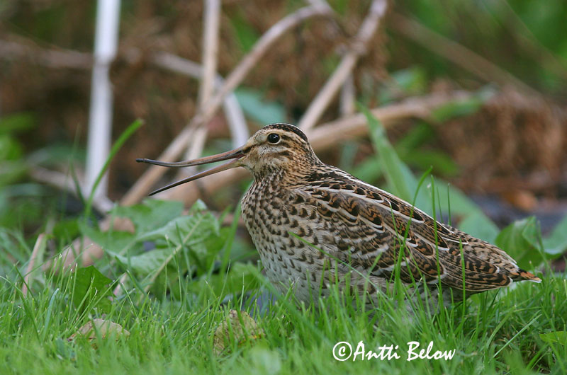 Avainsanat: Becadell gros Tredækker Poelsnip Great Snipe Rohunepp Heinäkurppa Bécassine double Doppelschnepfe Nagy sárszalonka Heiðasnípa Croccolone Dobbeltbekkasin Narceja-real Gallinago media Agachadiza Real Dubbelbeckasin
