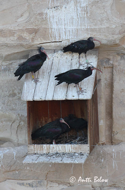 Avainsanat: Heremietibis Northern Bald Ibis Ibis chauve Waldrapp Ibis eremita Skallet ibis Geronticus eremita Ibis Eremita Eremitibis Erakkoiibis