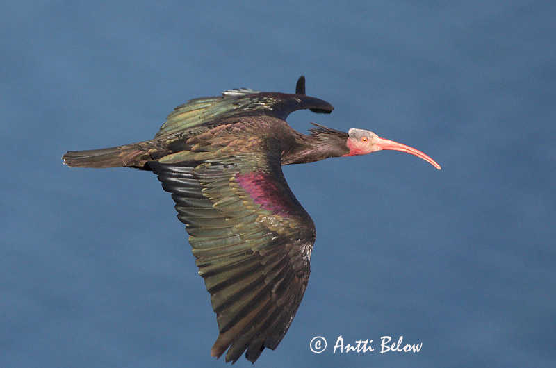 Avainsanat: Heremietibis Northern Bald Ibis Ibis chauve Waldrapp Ibis eremita Skallet ibis Geronticus eremita Ibis Eremita Eremitibis Erakkoiibis