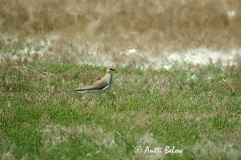 Avainsanat: Perdiu de mar d'ala negra Sortvinget braksvale Steppevorkstaartplevier Black-winged Pratincole Aropääskykahlaaja Glaréole à ailes noires Schwarzflügel-Brachschwalbe Feketeszárnyú székicsér Stepputrítill Pernice di mare orientale Steppebrakks