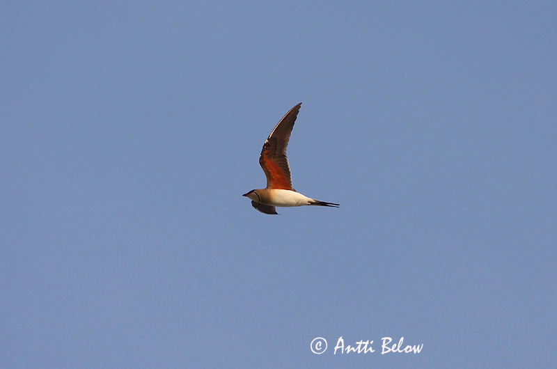 Avainsanat: Perdiu de mar Braksvale Vorkstaartplevier Collared Pratincole Kõnnu-pääsujooksur Pääskykahlaaja Glaréole à collier Rotflügel-Brachschwalbe Székicsér Þernutrítill Pernice di mare Brakksvale Perdiz-do-mar Glareola pratincola Canastera Común Rö
