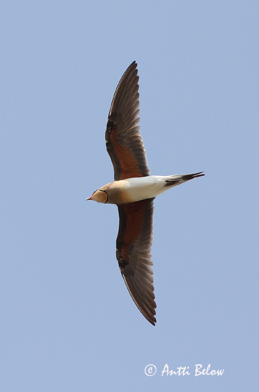 Avainsanat: Perdiu de mar Braksvale Vorkstaartplevier Collared Pratincole Kõnnu-pääsujooksur Pääskykahlaaja Glaréole à collier Rotflügel-Brachschwalbe Székicsér Þernutrítill Pernice di mare Brakksvale Perdiz-do-mar Glareola pratincola Canastera Común Rö