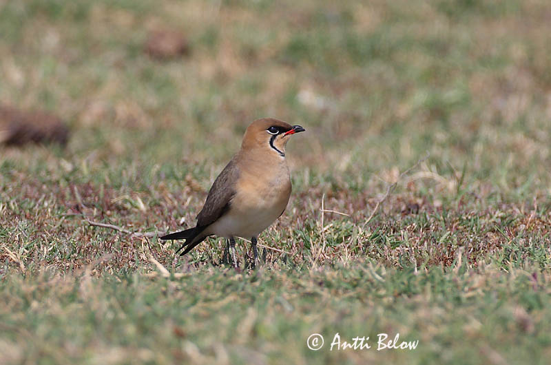 Avainsanat: Perdiu de mar Braksvale Vorkstaartplevier Collared Pratincole Kõnnu-pääsujooksur Pääskykahlaaja Glaréole à collier Rotflügel-Brachschwalbe Székicsér Þernutrítill Pernice di mare Brakksvale Perdiz-do-mar Glareola pratincola Canastera Común Rö