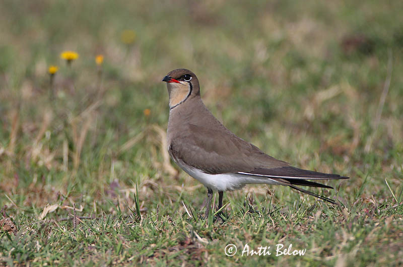 Avainsanat: Perdiu de mar Braksvale Vorkstaartplevier Collared Pratincole Kõnnu-pääsujooksur Pääskykahlaaja Glaréole à collier Rotflügel-Brachschwalbe Székicsér Þernutrítill Pernice di mare Brakksvale Perdiz-do-mar Glareola pratincola Canastera Común Rö
