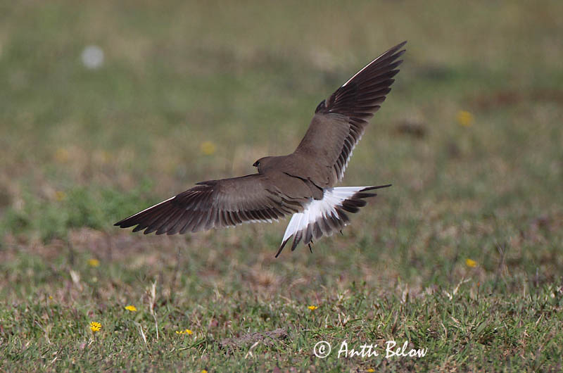 Avainsanat: Perdiu de mar Braksvale Vorkstaartplevier Collared Pratincole Kõnnu-pääsujooksur Pääskykahlaaja Glaréole à collier Rotflügel-Brachschwalbe Székicsér Þernutrítill Pernice di mare Brakksvale Perdiz-do-mar Glareola pratincola Canastera Común Rö