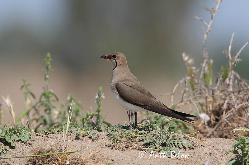 Avainsanat: Perdiu de mar Braksvale Vorkstaartplevier Collared Pratincole Kõnnu-pääsujooksur Pääskykahlaaja Glaréole à collier Rotflügel-Brachschwalbe Székicsér Þernutrítill Pernice di mare Brakksvale Perdiz-do-mar Glareola pratincola Canastera Común Rö