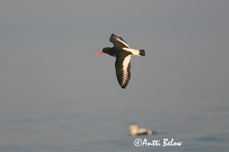 Avainsanat: Garsa de mar Strandskade Scholekster Eurasian Oystercatcher Merisk Meriharakka Huîtrier pie Austernfischer Csigaforgató Tjaldur Beccaccia di mare Tjeld Ostraceiro Haematopus ostralegus Ostrero Euroasiático Strandskata
