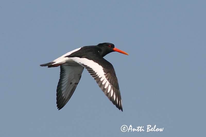 Avainsanat: Garsa de mar Strandskade Scholekster Eurasian Oystercatcher Merisk Meriharakka Huîtrier pie Austernfischer Csigaforgató Tjaldur Beccaccia di mare Tjeld Ostraceiro Haematopus ostralegus Ostrero Euroasiático Strandskata