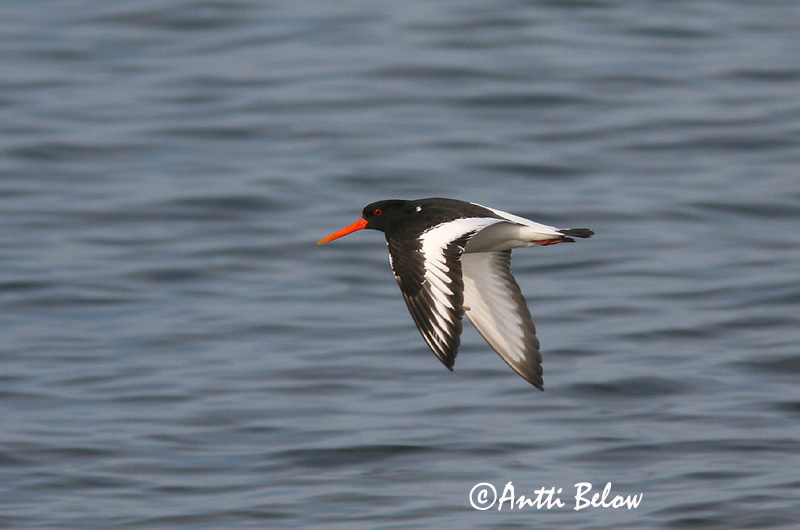 Avainsanat: Garsa de mar Strandskade Scholekster Eurasian Oystercatcher Merisk Meriharakka Huîtrier pie Austernfischer Csigaforgató Tjaldur Beccaccia di mare Tjeld Ostraceiro Haematopus ostralegus Ostrero Euroasiático Strandskata