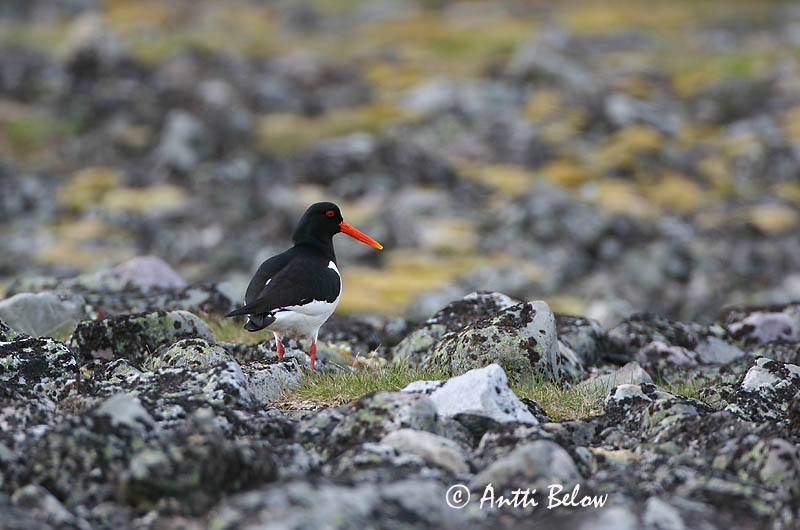 Avainsanat: Garsa de mar Strandskade Scholekster Eurasian Oystercatcher Merisk Meriharakka Huîtrier pie Austernfischer Csigaforgató Tjaldur Beccaccia di mare Tjeld Ostraceiro Haematopus ostralegus Ostrero Euroasiático Strandskata