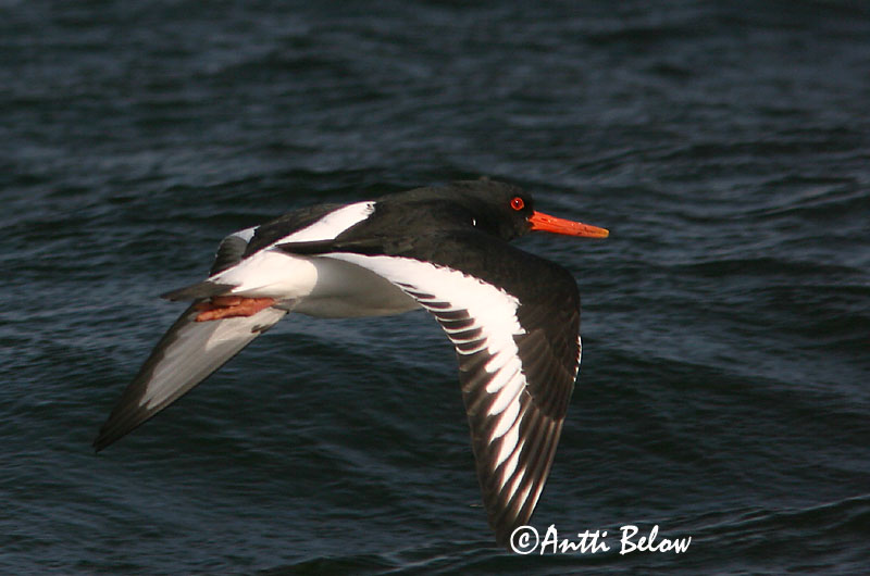Avainsanat: Garsa de mar Strandskade Scholekster Eurasian Oystercatcher Merisk Meriharakka Huîtrier pie Austernfischer Csigaforgató Tjaldur Beccaccia di mare Tjeld Ostraceiro Haematopus ostralegus Ostrero Euroasiático Strandskata