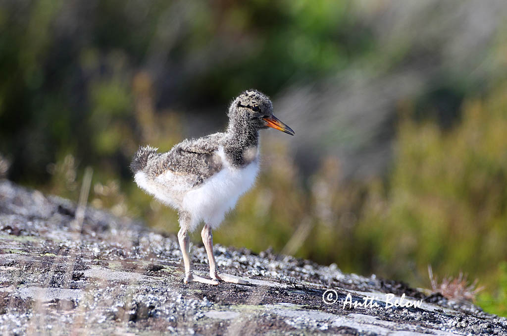 Avainsanat: Garsa de mar Strandskade Scholekster Eurasian Oystercatcher Merisk Meriharakka Huîtrier pie Austernfischer Csigaforgató Tjaldur Beccaccia di mare Tjeld Ostraceiro Haematopus ostralegus Ostrero Euroasiático Strandskata
