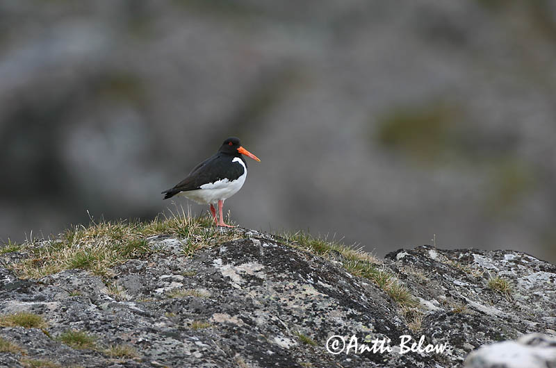 Avainsanat: Garsa de mar Strandskade Scholekster Eurasian Oystercatcher Merisk Meriharakka Huîtrier pie Austernfischer Csigaforgató Tjaldur Beccaccia di mare Tjeld Ostraceiro Haematopus ostralegus Ostrero Euroasiático Strandskata