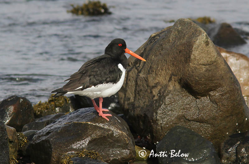 Avainsanat: Garsa de mar Strandskade Scholekster Eurasian Oystercatcher Merisk Meriharakka Huîtrier pie Austernfischer Csigaforgató Tjaldur Beccaccia di mare Tjeld Ostraceiro Haematopus ostralegus Ostrero Euroasiático Strandskata