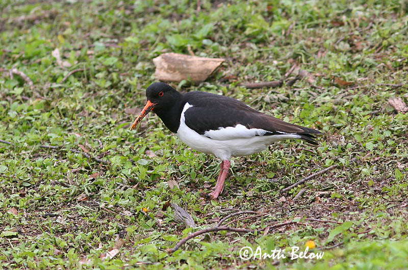 Avainsanat: Garsa de mar Strandskade Scholekster Eurasian Oystercatcher Merisk Meriharakka Huîtrier pie Austernfischer Csigaforgató Tjaldur Beccaccia di mare Tjeld Ostraceiro Haematopus ostralegus Ostrero Euroasiático Strandskata
