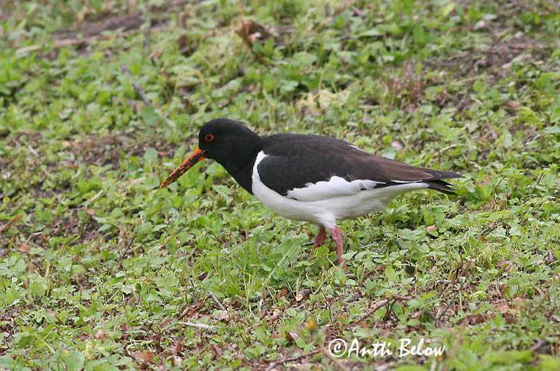 Avainsanat: Garsa de mar Strandskade Scholekster Eurasian Oystercatcher Merisk Meriharakka Huîtrier pie Austernfischer Csigaforgató Tjaldur Beccaccia di mare Tjeld Ostraceiro Haematopus ostralegus Ostrero Euroasiático Strandskata
