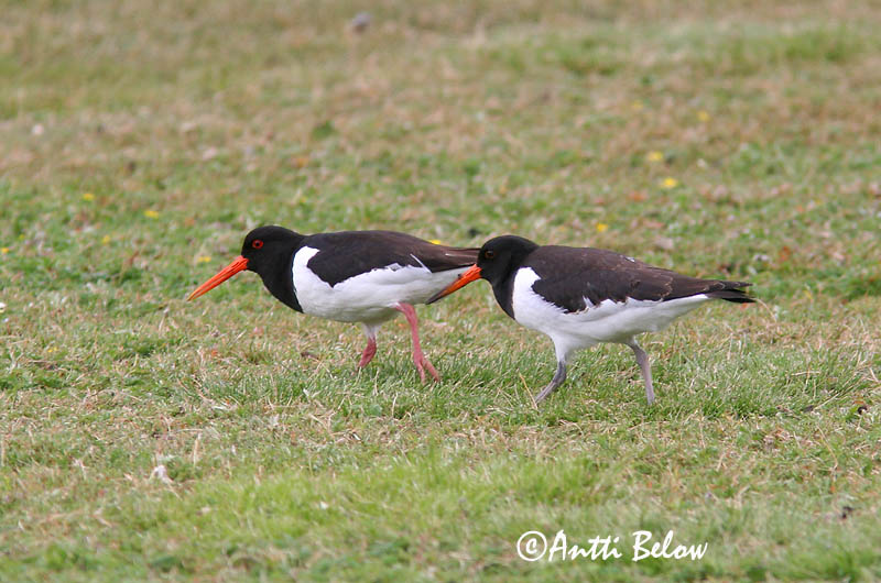 Avainsanat: Garsa de mar Strandskade Scholekster Eurasian Oystercatcher Merisk Meriharakka Huîtrier pie Austernfischer Csigaforgató Tjaldur Beccaccia di mare Tjeld Ostraceiro Haematopus ostralegus Ostrero Euroasiático Strandskata