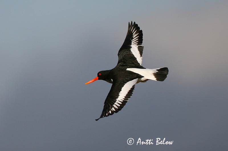 Avainsanat: Garsa de mar Strandskade Scholekster Eurasian Oystercatcher Merisk Meriharakka Huîtrier pie Austernfischer Csigaforgató Tjaldur Beccaccia di mare Tjeld Ostraceiro Haematopus ostralegus Ostrero Euroasiático Strandskata