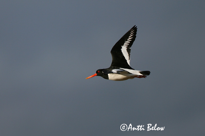 Avainsanat: Garsa de mar Strandskade Scholekster Eurasian Oystercatcher Merisk Meriharakka Huîtrier pie Austernfischer Csigaforgató Tjaldur Beccaccia di mare Tjeld Ostraceiro Haematopus ostralegus Ostrero Euroasiático Strandskata