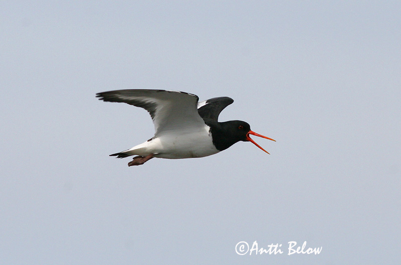 Avainsanat: Garsa de mar Strandskade Scholekster Eurasian Oystercatcher Merisk Meriharakka Huîtrier pie Austernfischer Csigaforgató Tjaldur Beccaccia di mare Tjeld Ostraceiro Haematopus ostralegus Ostrero Euroasiático Strandskata
