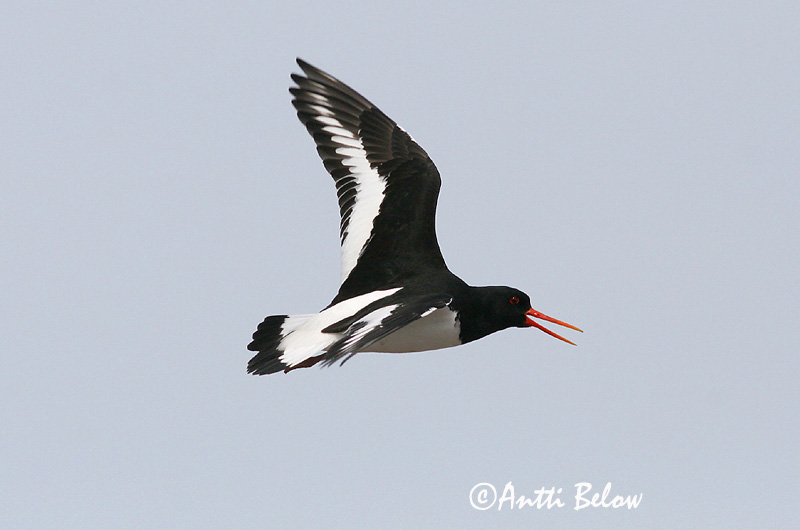 Avainsanat: Garsa de mar Strandskade Scholekster Eurasian Oystercatcher Merisk Meriharakka Huîtrier pie Austernfischer Csigaforgató Tjaldur Beccaccia di mare Tjeld Ostraceiro Haematopus ostralegus Ostrero Euroasiático Strandskata