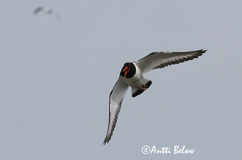 Avainsanat: Garsa de mar Strandskade Scholekster Eurasian Oystercatcher Merisk Meriharakka Huîtrier pie Austernfischer Csigaforgató Tjaldur Beccaccia di mare Tjeld Ostraceiro Haematopus ostralegus Ostrero Euroasiático Strandskata