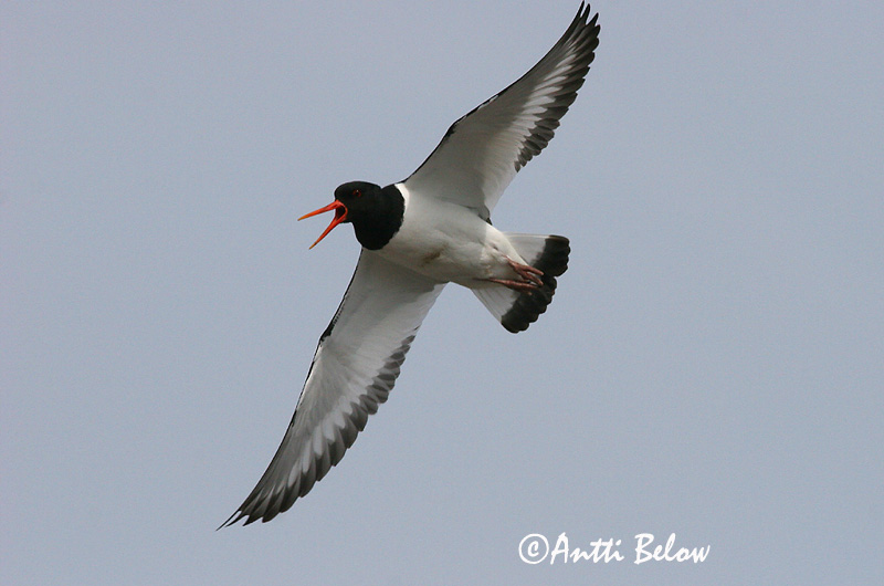 Avainsanat: Garsa de mar Strandskade Scholekster Eurasian Oystercatcher Merisk Meriharakka Huîtrier pie Austernfischer Csigaforgató Tjaldur Beccaccia di mare Tjeld Ostraceiro Haematopus ostralegus Ostrero Euroasiático Strandskata