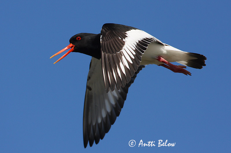 Avainsanat: Garsa de mar Strandskade Scholekster Eurasian Oystercatcher Merisk Meriharakka Huîtrier pie Austernfischer Csigaforgató Tjaldur Beccaccia di mare Tjeld Ostraceiro Haematopus ostralegus Ostrero Euroasiático Strandskata