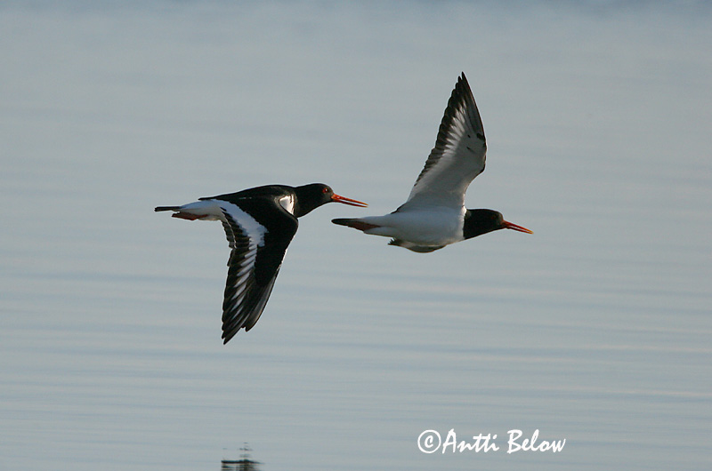Avainsanat: Garsa de mar Strandskade Scholekster Eurasian Oystercatcher Merisk Meriharakka Huîtrier pie Austernfischer Csigaforgató Tjaldur Beccaccia di mare Tjeld Ostraceiro Haematopus ostralegus Ostrero Euroasiático Strandskata