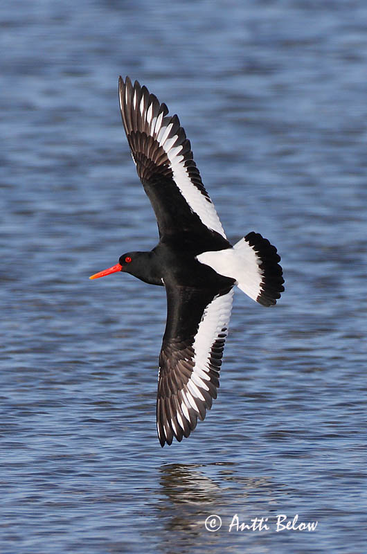 Avainsanat: Garsa de mar Strandskade Scholekster Eurasian Oystercatcher Merisk Meriharakka Huîtrier pie Austernfischer Csigaforgató Tjaldur Beccaccia di mare Tjeld Ostraceiro Haematopus ostralegus Ostrero Euroasiático Strandskata