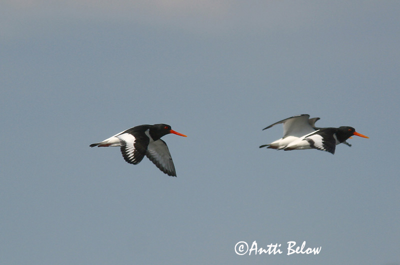Avainsanat: Garsa de mar Strandskade Scholekster Eurasian Oystercatcher Merisk Meriharakka Huîtrier pie Austernfischer Csigaforgató Tjaldur Beccaccia di mare Tjeld Ostraceiro Haematopus ostralegus Ostrero Euroasiático Strandskata