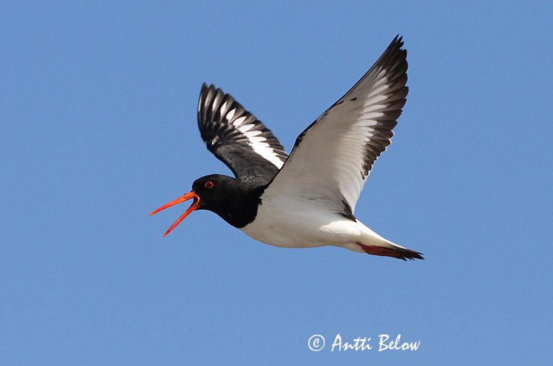 Avainsanat: Garsa de mar Strandskade Scholekster Eurasian Oystercatcher Merisk Meriharakka Huîtrier pie Austernfischer Csigaforgató Tjaldur Beccaccia di mare Tjeld Ostraceiro Haematopus ostralegus Ostrero Euroasiático Strandskata