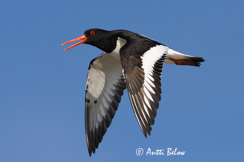 Avainsanat: Garsa de mar Strandskade Scholekster Eurasian Oystercatcher Merisk Meriharakka Huîtrier pie Austernfischer Csigaforgató Tjaldur Beccaccia di mare Tjeld Ostraceiro Haematopus ostralegus Ostrero Euroasiático Strandskata