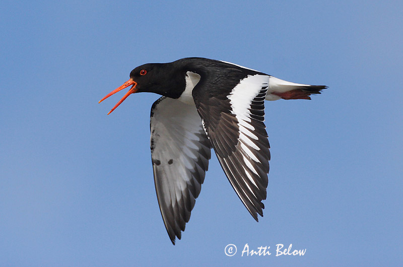 Avainsanat: Garsa de mar Strandskade Scholekster Eurasian Oystercatcher Merisk Meriharakka Huîtrier pie Austernfischer Csigaforgató Tjaldur Beccaccia di mare Tjeld Ostraceiro Haematopus ostralegus Ostrero Euroasiático Strandskata