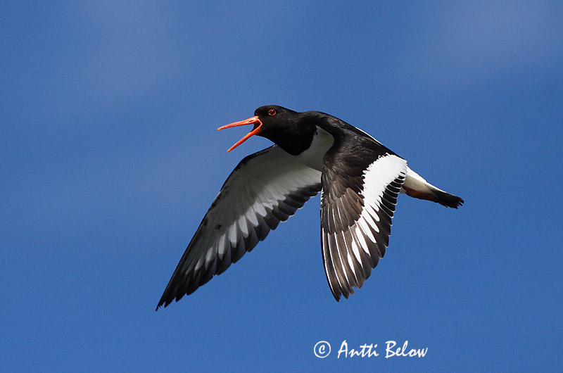 Avainsanat: Garsa de mar Strandskade Scholekster Eurasian Oystercatcher Merisk Meriharakka Huîtrier pie Austernfischer Csigaforgató Tjaldur Beccaccia di mare Tjeld Ostraceiro Haematopus ostralegus Ostrero Euroasiático Strandskata