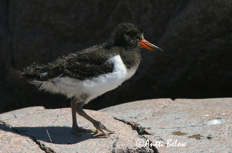 Avainsanat: Garsa de mar Strandskade Scholekster Eurasian Oystercatcher Merisk Meriharakka Huîtrier pie Austernfischer Csigaforgató Tjaldur Beccaccia di mare Tjeld Ostraceiro Haematopus ostralegus Ostrero Euroasiático Strandskata