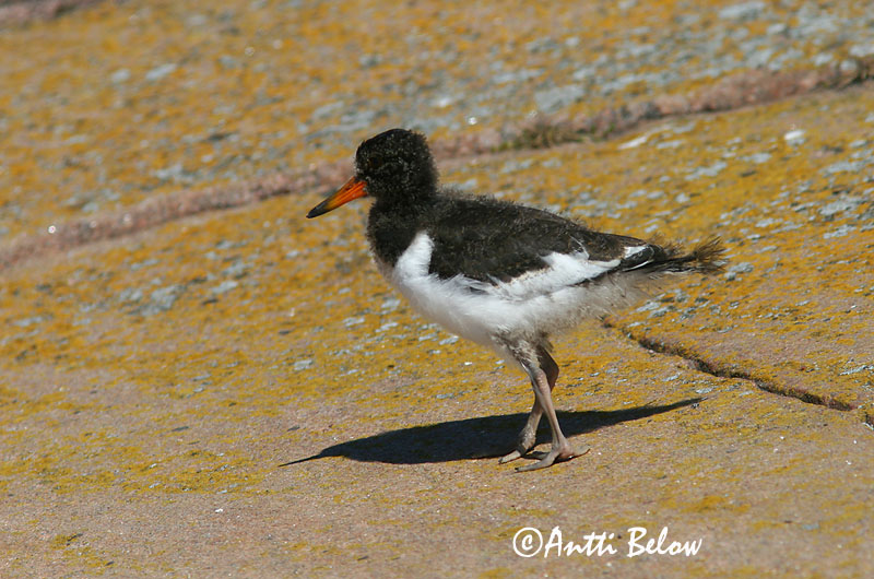 Avainsanat: Garsa de mar Strandskade Scholekster Eurasian Oystercatcher Merisk Meriharakka Huîtrier pie Austernfischer Csigaforgató Tjaldur Beccaccia di mare Tjeld Ostraceiro Haematopus ostralegus Ostrero Euroasiático Strandskata