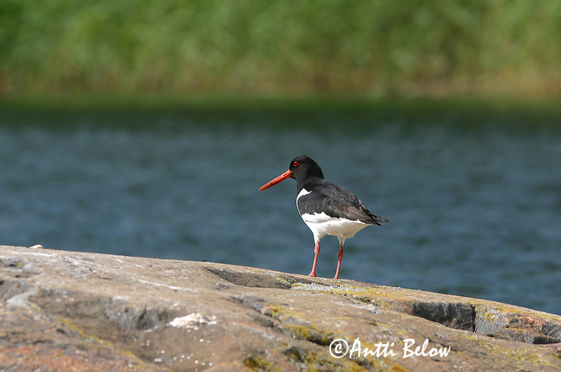 Avainsanat: Garsa de mar Strandskade Scholekster Eurasian Oystercatcher Merisk Meriharakka Huîtrier pie Austernfischer Csigaforgató Tjaldur Beccaccia di mare Tjeld Ostraceiro Haematopus ostralegus Ostrero Euroasiático Strandskata