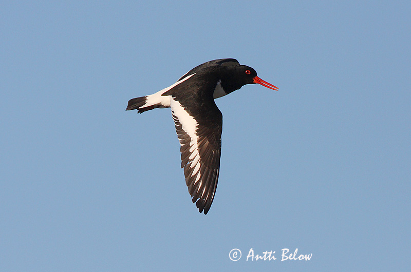Avainsanat: Garsa de mar Strandskade Scholekster Eurasian Oystercatcher Merisk Meriharakka Huîtrier pie Austernfischer Csigaforgató Tjaldur Beccaccia di mare Tjeld Ostraceiro Haematopus ostralegus Ostrero Euroasiático Strandskata
